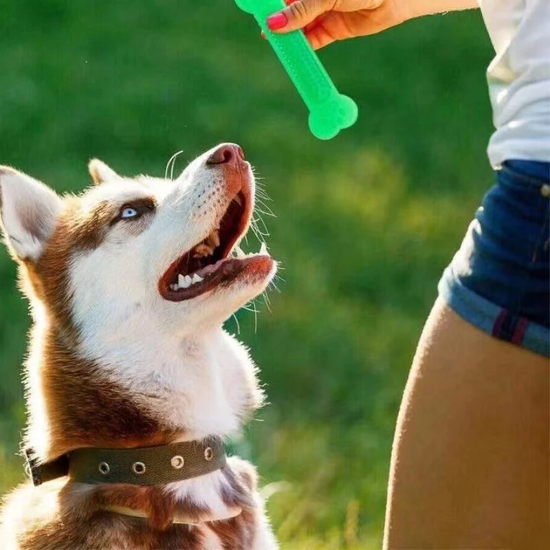 Training Clicker Dog - Jouet à mâcher en os de