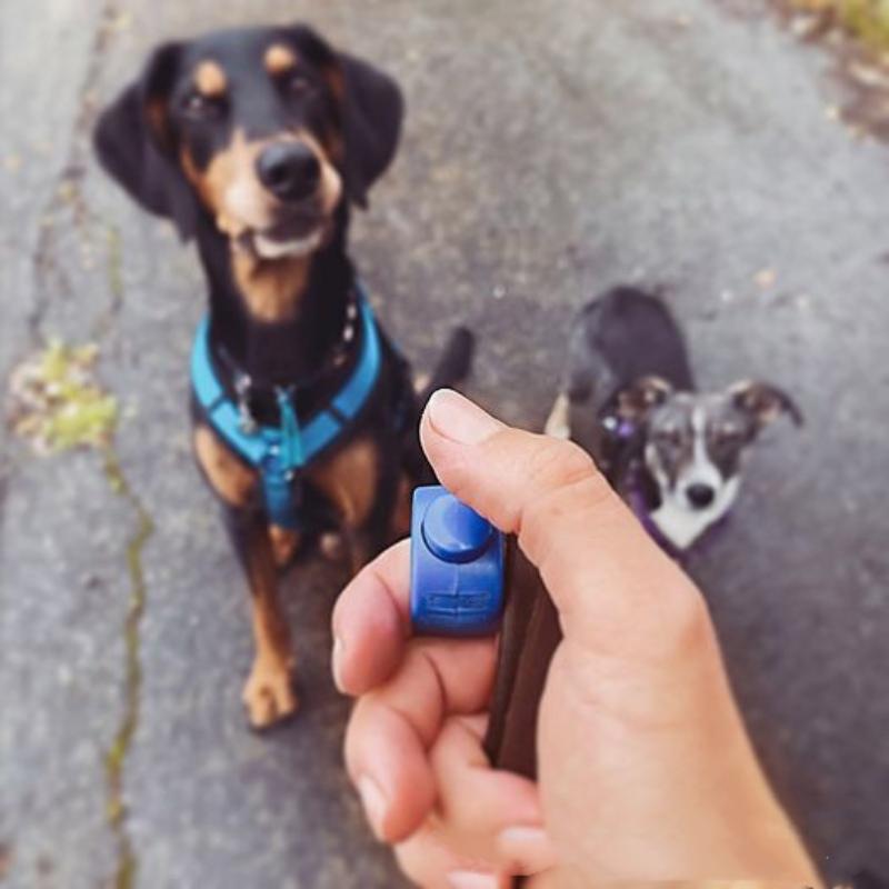 Nouveau Clicker d'Entraînement - Training Clicker Dog avis et prix